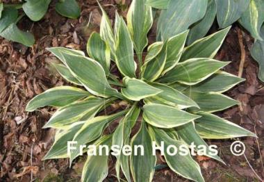 Hosta Striped Weasel