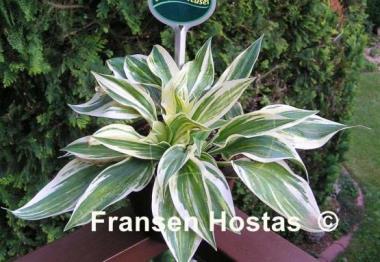 Hosta Striped Weasel