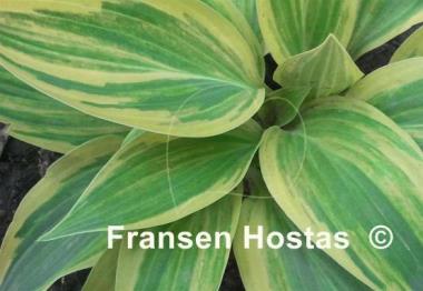 Hosta Striped Weasel