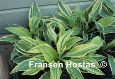 Hosta Striped Weasel
