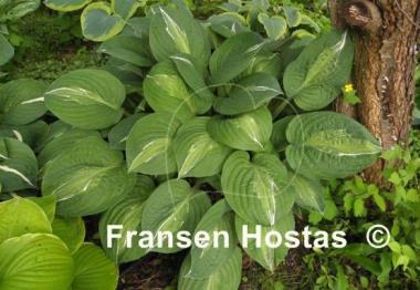 Hosta Striptease