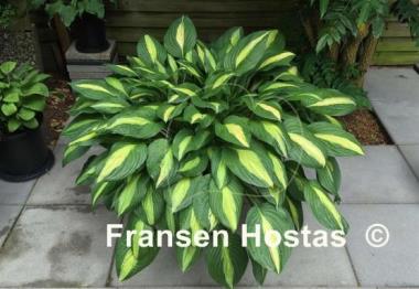 Hosta Striptease