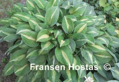 Hosta Striptease