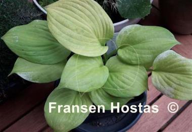 Hosta Stuck in Time