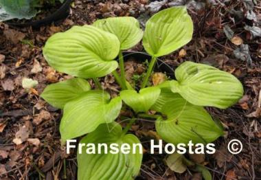Hosta Stuck in Time