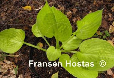 Hosta Stuck in Time