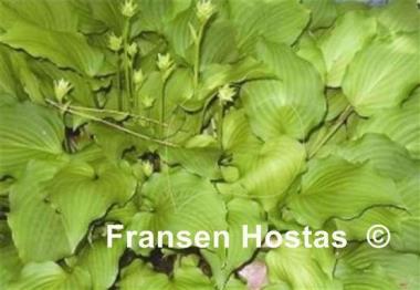 Hosta Sublime Lime