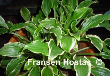 Hosta Sugar Babe