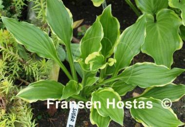 Hosta Sugar Babe