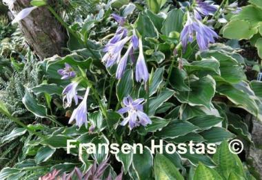 Hosta Sugar Babe