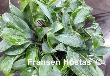 Hosta Sugar Blue