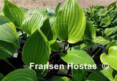 Hosta Sugar Cookie