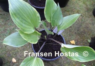 Hosta Sugar Cookie