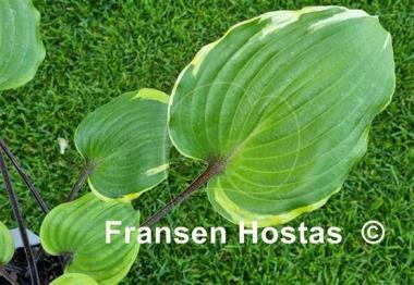 Hosta Sugar Cookie