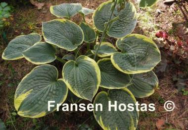 Hosta Sugar Daddy