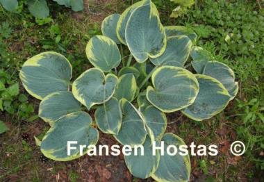 Hosta Sugar Daddy