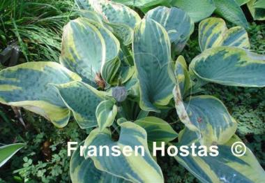 Hosta Sugar Daddy