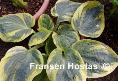 Hosta Sugar Daddy