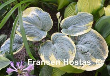 Hosta Sugar Daddy