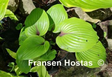 Hosta Sugar Plum  