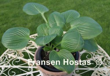 Hosta Sugar Snap