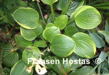 Hosta Sugar Snap