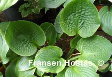 Hosta Sugar Snap