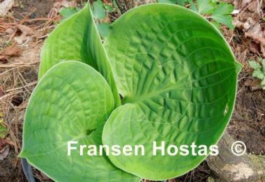 Hosta Sugar Snap