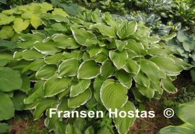 Hosta Sugar and Cream