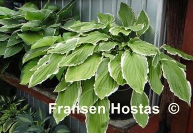 Hosta Sugar and Cream