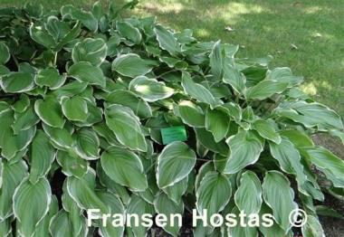 Hosta Sugar and Cream