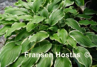 Hosta Sugar and Cream