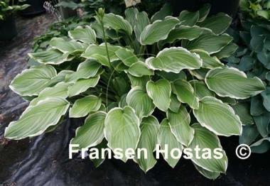 Hosta Sugar and Cream