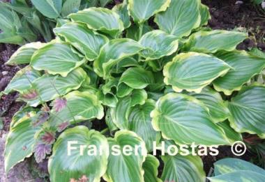 Hosta Sugar and Spice