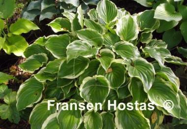 Hosta Sugar and Spice