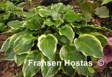 Hosta Sugar and Spice
