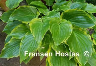Hosta Sugar and Spice