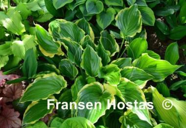 Hosta Sugar and Spice