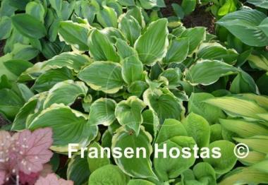 Hosta Sugar and Spice