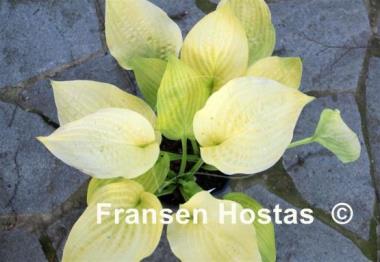 Hosta Sulphur Glory