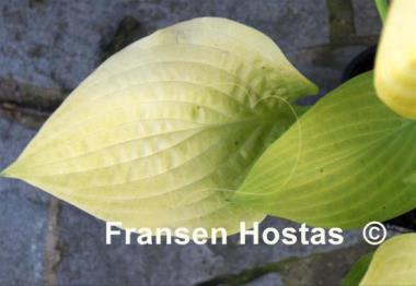Hosta Sulphur Glory
