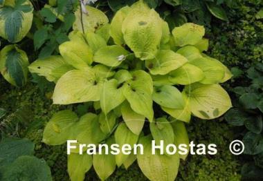 Hosta Sulphur Glory