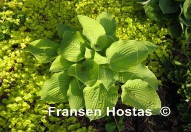 Hosta Sulphur Glory
