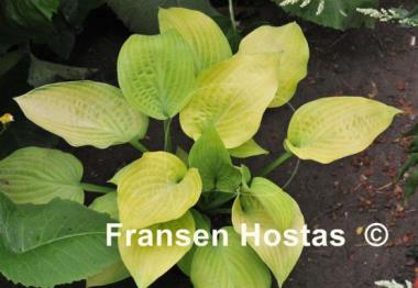 Hosta Sulphur Glory