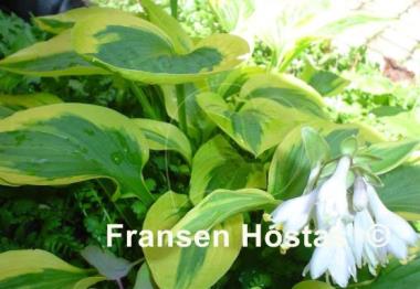 Hosta Sultana