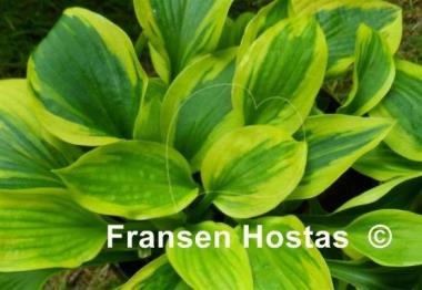 Hosta Sultana