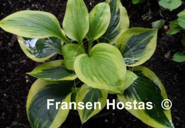 Hosta Sultana