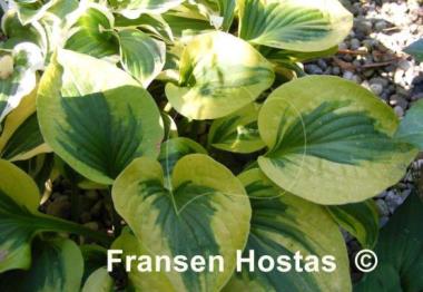 Hosta Sultana