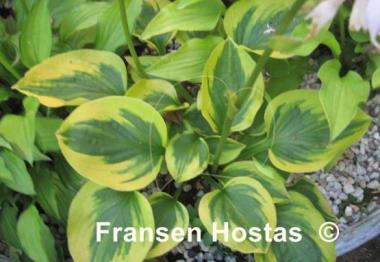 Hosta Sultana