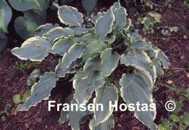 Hosta Sultans of Swing